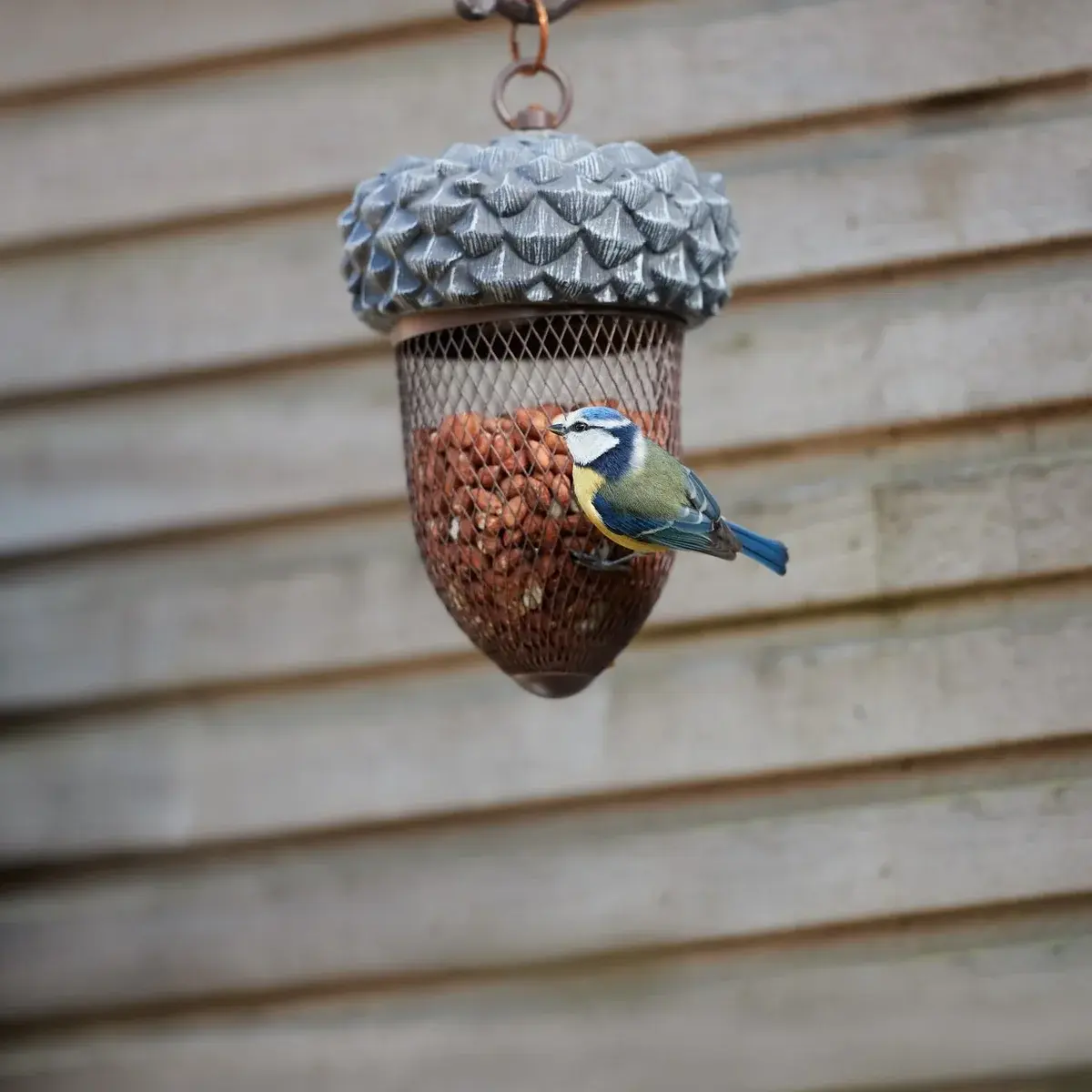 A blue tit perched on an acorn-shaped peanut bird feeder.