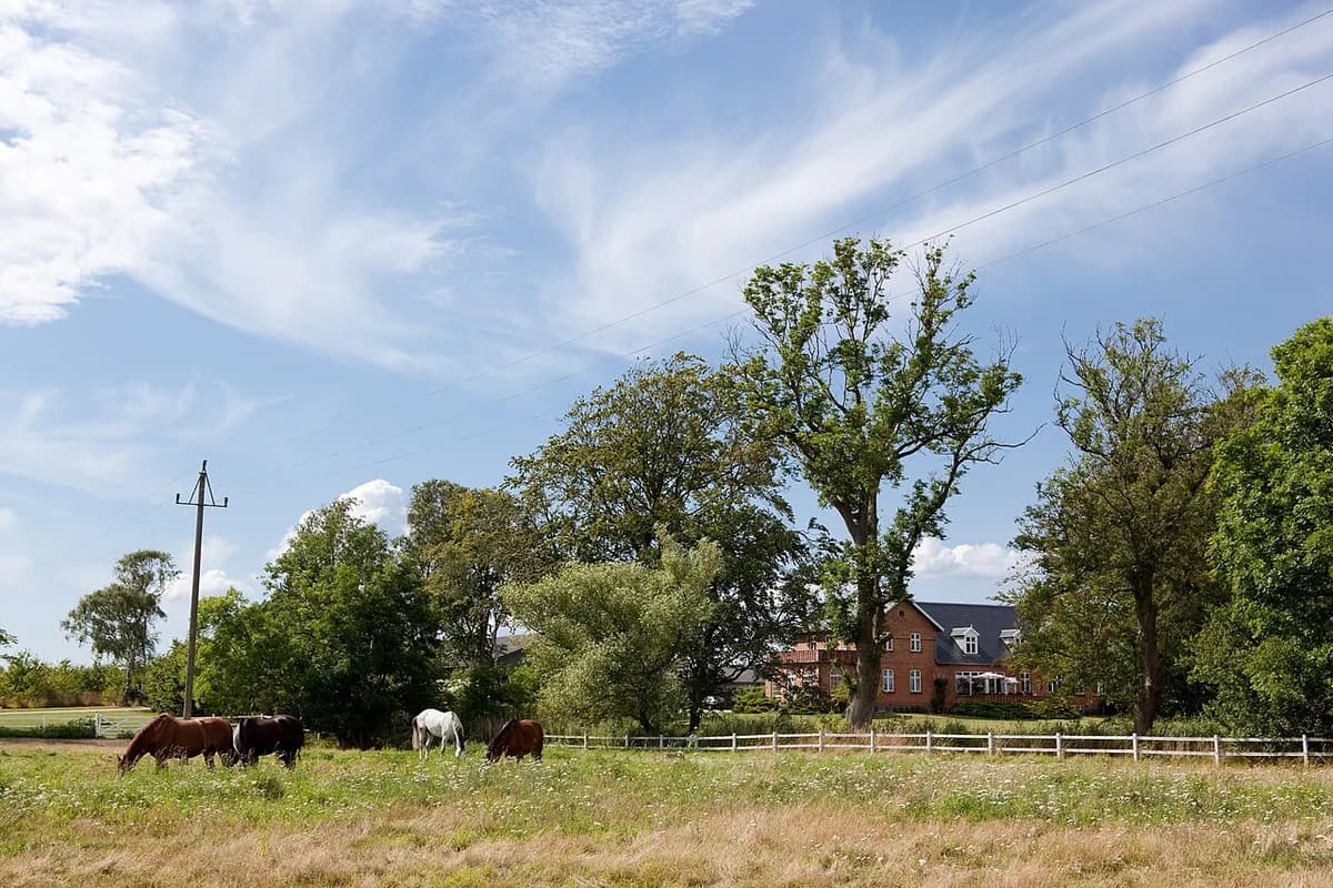 Horses grazing in a field near a farmhouse.